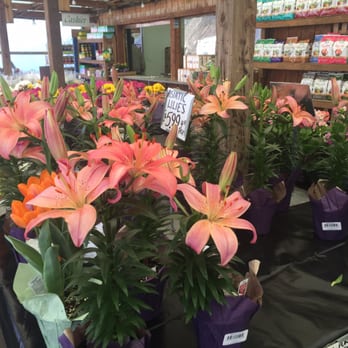 McTighe's Garden Center - Nurseries & Gardening Near Me - Glenshaw, Pennsylvania McTighe's Garden Center - Nurseries & Gardening Near Me - Glenshaw, Pennsylvania