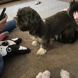 America’s Finest Dog Training - Amelia