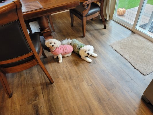 Central Whidbey Veterinary Services