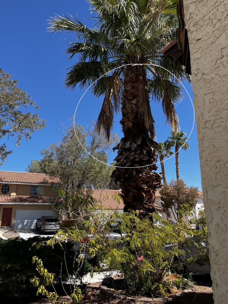 Woodys Tree Service - tree service in Las Vegas, NV