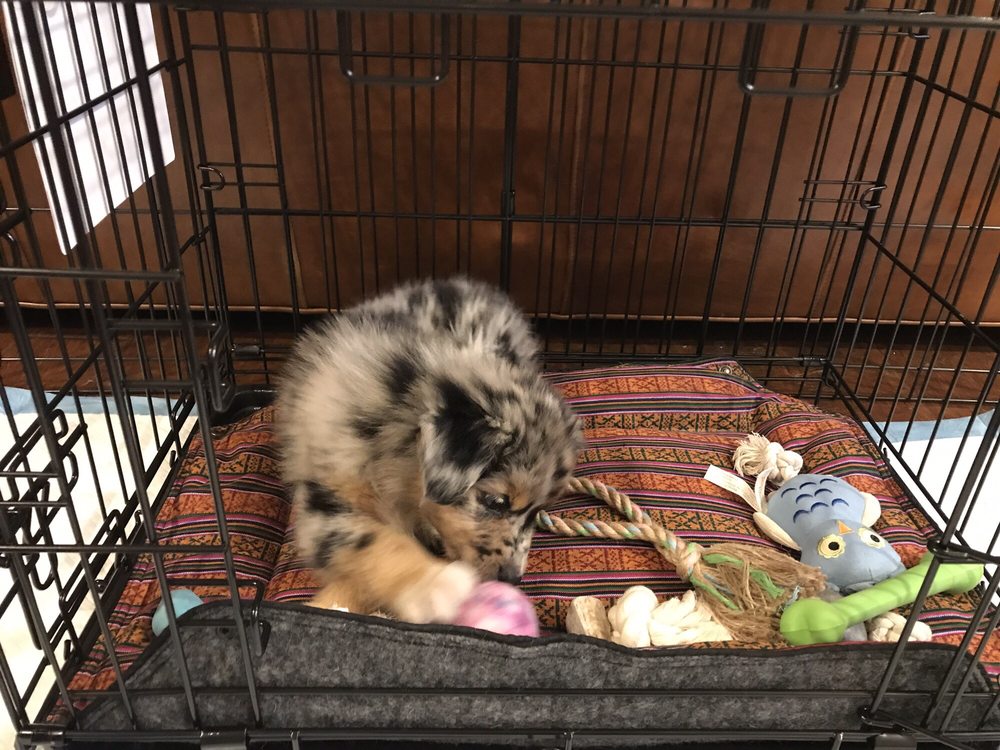 bruno's dog and cat boutique