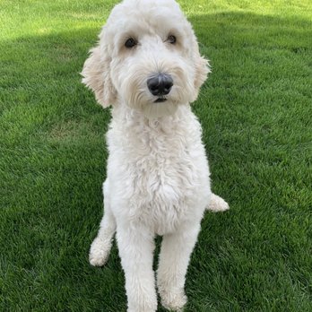Aardbark Grooming - One of my two doodles - Karuna - Pet Groomers Near Me - Gilbert, Arizona