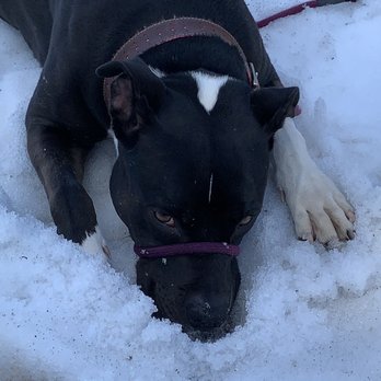 Boyd Taylor Veterinary Practice - My sweet svc. canine, DREA! - Veterinarians Near Me - Susanville, California Boyd Taylor Veterinary Practice - My sweet svc. canine, DREA! - Veterinarians Near Me - Susanville, California