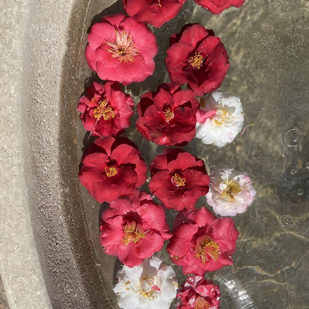 Columbus Botanical Garden - Camellia bowl - Botanical Gardens Near Me - Columbus, Georgia
