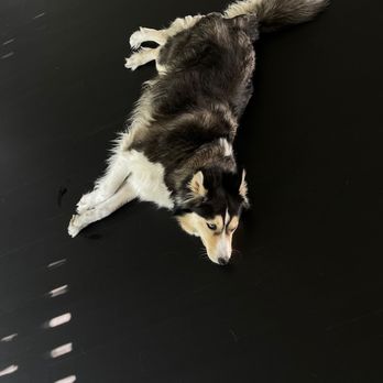 Sergenian's Floor Coverings - Note the "spots" are light-streaks from a balcony above...look like marks on the floor, but are not!
Poochie takes a break... - Flooring Near Me - Madison, Wisconsin Sergenian's Floor Coverings - Note the "spots" are light-streaks from a balcony above...look like marks on the floor, but are not!
Poochie takes a break... - Flooring Near Me - Madison, Wisconsin
