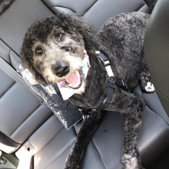 Bark Bark Club - Maddie post summer cut! Living her new do! - Pet Stores Near Me - Chicago, Illinois Bark Bark Club - Maddie post summer cut! Living her new do! - Pet Stores Near Me - Chicago, Illinois