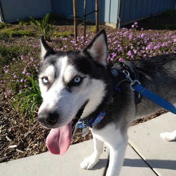 That's FETCH! - Pet Groomers Near Me - Santa Maria, California