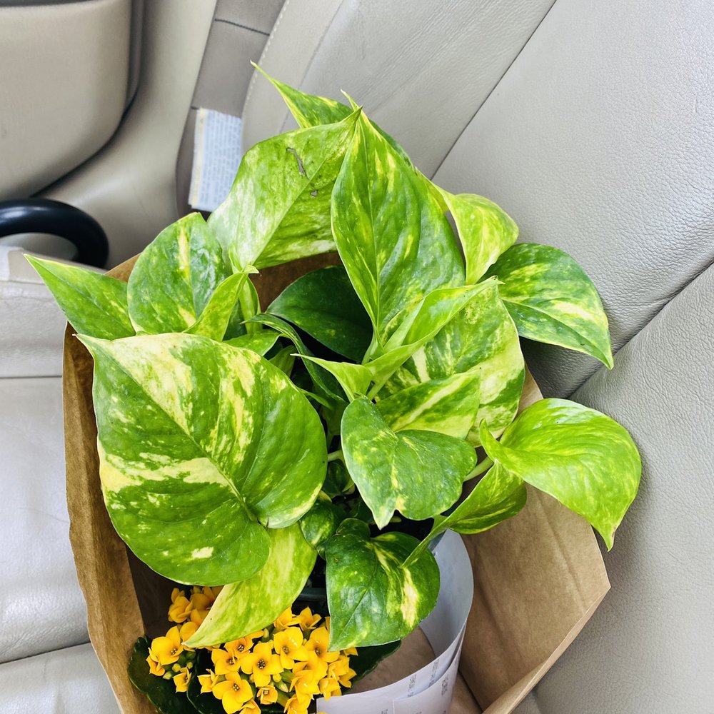 The Barn Nursery - Nurseries & Gardening Near Me - Chattanooga, Tennessee