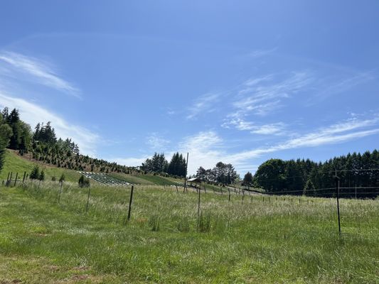 Helvetia Vineyards & Winery by null