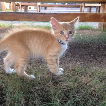 The Gulf - Poseidon the resident kitty. - Burgers Near Me - Orange Beach, Alabama The Gulf - Poseidon the resident kitty. - Burgers Near Me - Orange Beach, Alabama