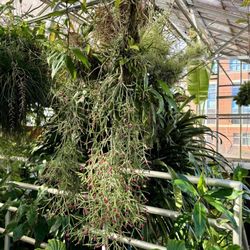 UNC Charlotte Botanical Gardens