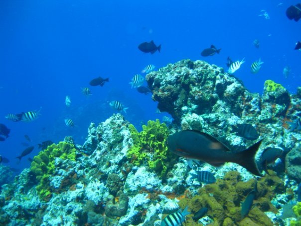Madman Moody's Scuba Adventures Logo