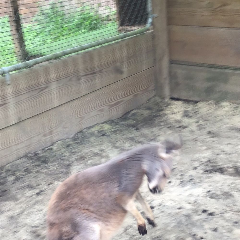 North Florida Wildlife Center - Tours Near Me - Lamont, Florida