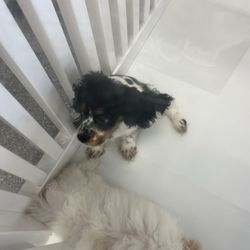 Bark Street Puppies