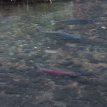 Leo T. Cronin Fish Viewing Area - 3 Salmon fishes near the fish viewing area parking lot - Parks Near Me - Lagunitas-Forest Knolls, California