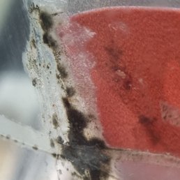 MOLD on the inside of the glass with the ice cream