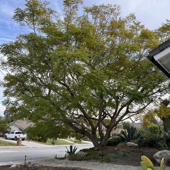 Coastal Arbor Tree Service - Before - Tree Services Near Me Coastal Arbor Tree Service - Before - Tree Services Near Me
