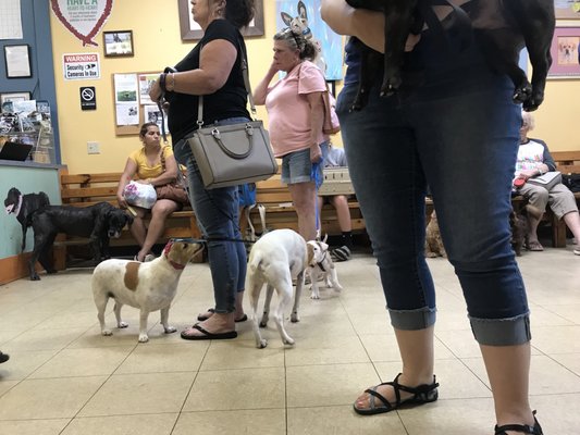 lowcountry veterinary clinic