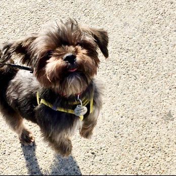 VCA Orange County Veterinary Specialists - Love of our life! - Emergency Pet Hospital Near Me - Tustin, California VCA Orange County Veterinary Specialists - Love of our life! - Emergency Pet Hospital Near Me - Tustin, California