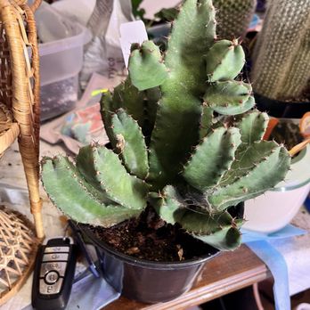 Garland Nursery - Euphorbia succulent - Landscape Architects or Designers Near Me - Corvallis, Oregon