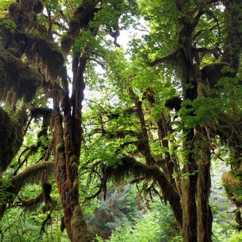 Hoh Rainforest - Hiking Near Me - Forks, Washington
