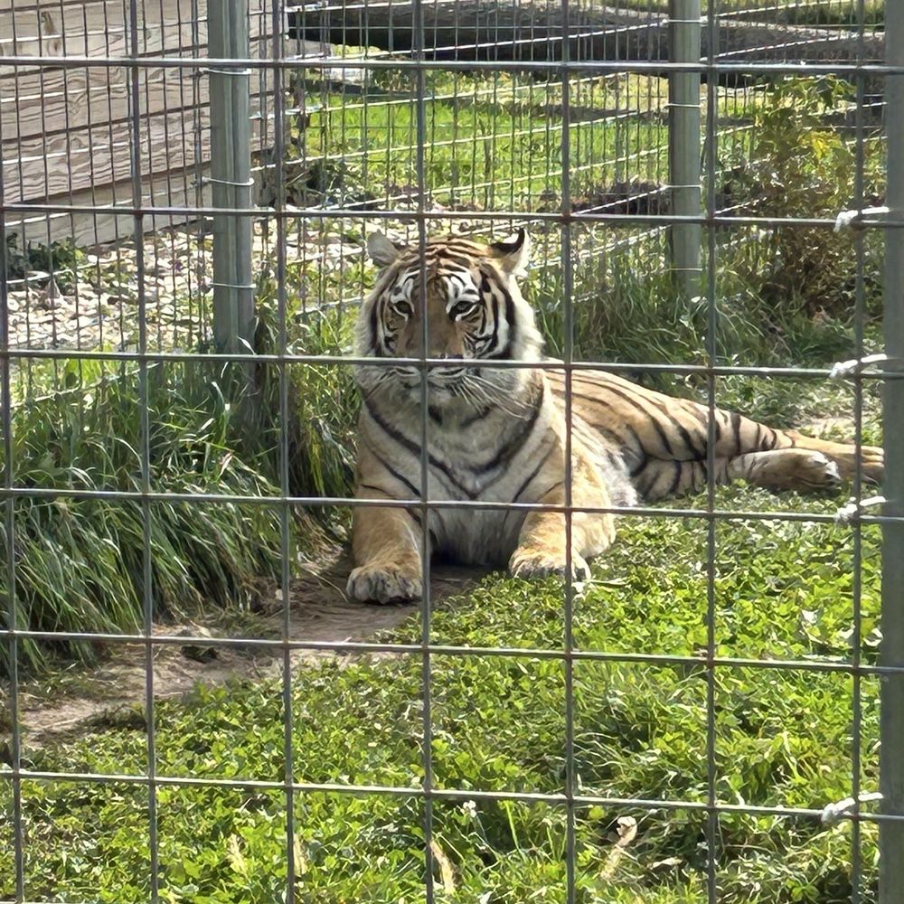 Shalom Wildlife Sanctuary - Tigers - Parks Near Me - West Bend, Wisconsin