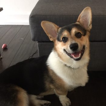 Karma Dog Training - Pet Training Near Me Karma Dog Training - Pet Training Near Me