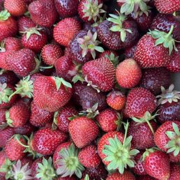 U-Pick Strawberries! U-Pick Strawberries!