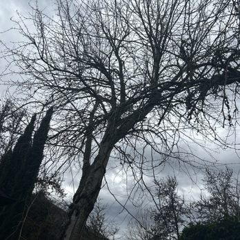 Tony's Tree Service - The big ugly tree! Over neighbors property and roof lines! - Tree Services Near Me - Vancouver, Washington Tony's Tree Service - The big ugly tree! Over neighbors property and roof lines! - Tree Services Near Me - Vancouver, Washington