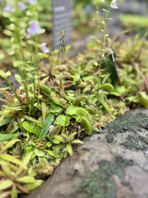 Frederik Meijer Gardens & Sculpture Park by null