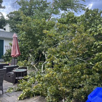 Northeast Tree Inc. - Tree Services Near Me - Woburn, Massachusetts Northeast Tree Inc. - Tree Services Near Me - Woburn, Massachusetts