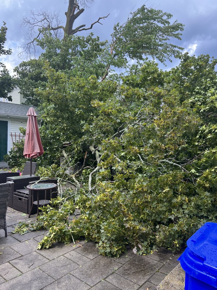 Northeast Tree Inc. - tree service in Woburn, MA