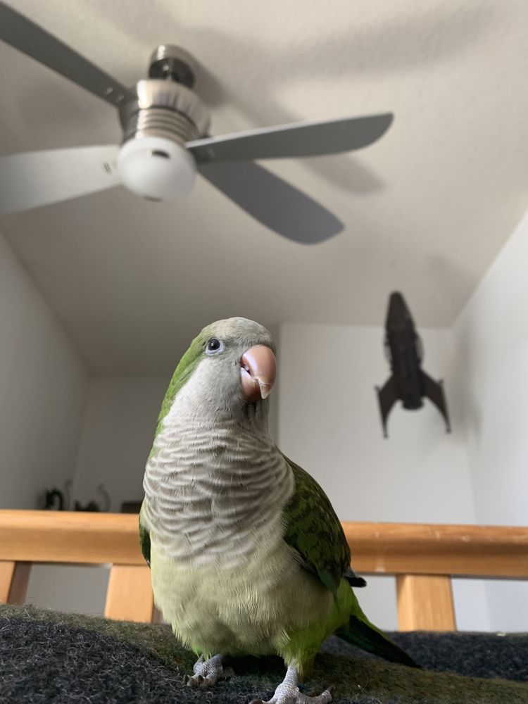 NEOGRANDE PET SERVICES Updated September 2024 Edmonton, Alberta