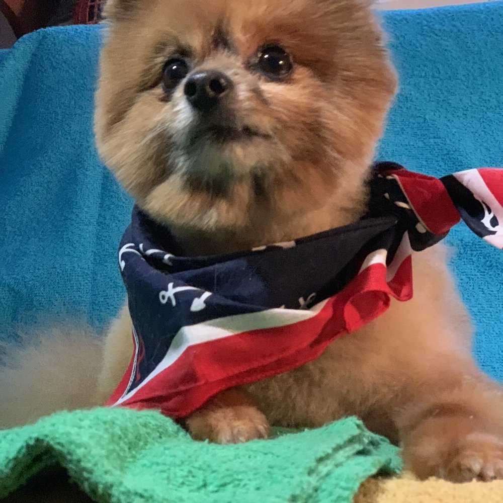 Mary's Pet Salon - Puppy cut part 2! - Pet Stores Near Me - Thousand Oaks, California Mary's Pet Salon - Puppy cut part 2! - Pet Stores Near Me - Thousand Oaks, California