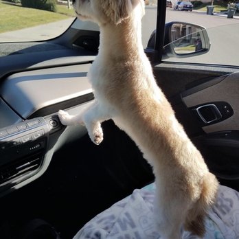 Oh My Dog! Grooming - Pet Groomers Near Me - Murrieta, California Oh My Dog! Grooming - Pet Groomers Near Me - Murrieta, California