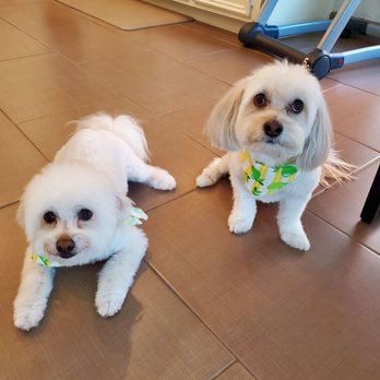 Pop Up Pet Spa - Pet Groomers Near Me