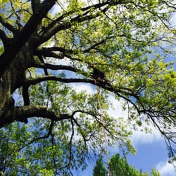 Arbortecture