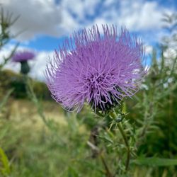 Lewis Memorial Acres - Wild flowers/walking path