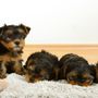 The Puppy House