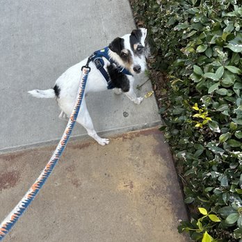 Dog-E-Den Sherman Oaks - Getting my walk with my Dog e Den friend. - Pet Training Near Me - Los Angeles, California