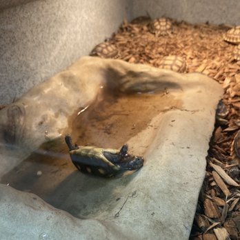 Xtreme Exotics - Oops - Reptile Shops Near Me - Jacksonville, Florida
