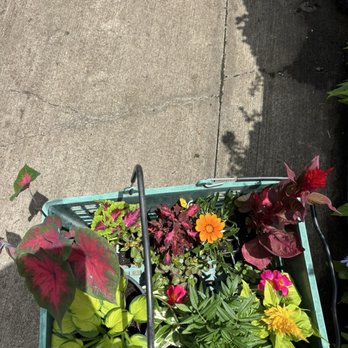 Plants For All Seasons - Hosta Caladium Marigolds - Nurseries & Gardening Near Me - Spring, Texas Plants For All Seasons - Hosta Caladium Marigolds - Nurseries & Gardening Near Me - Spring, Texas
