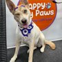 Happy Bay Paws