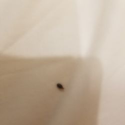 Red Carpet Inn - bed bug on the bed