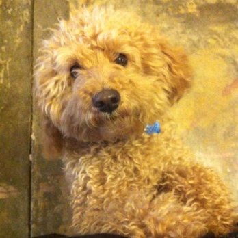 Mission Veterinary Emergency & Specialty - Elton as a young store dog - Emergency Pet Hospital Near Me - Mission, Kansas