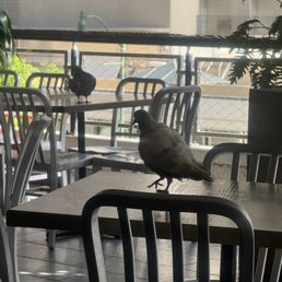 Birds on the table