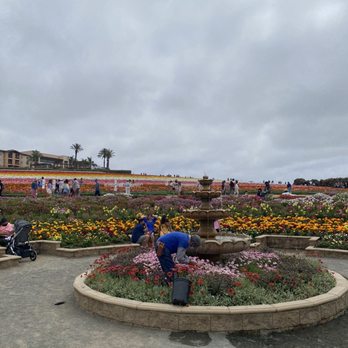 The Flower Fields - flowers - Venues & Event Spaces Near Me - Carlsbad, California The Flower Fields - flowers - Venues & Event Spaces Near Me - Carlsbad, California