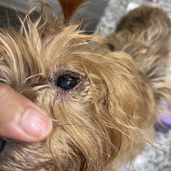 Dogtopia - 1 or my dog's eyes after I picked her up after 5 days of boarding. - Pet Boarding Near Me - Rockledge, Florida