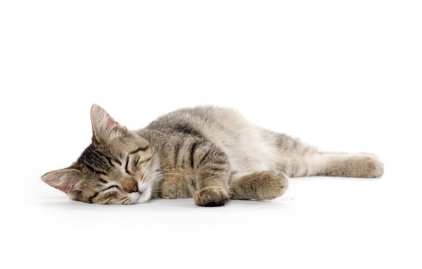 PetSaver Healthy Pet Superstore - Victor