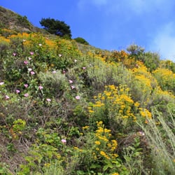Glen Camp - June wildflowers in the Point Reyes wilderness.